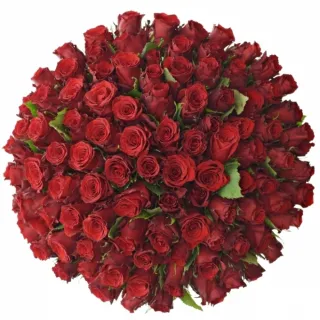 Kytice 100 rudých růží RED TORCH 40 cm
