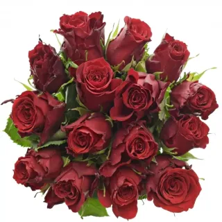 Kytice 15 rudých růží RED TORCH 40cm